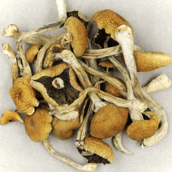 Cambodian Psilocybe Cubensis | Hush Cannabis Club Canada