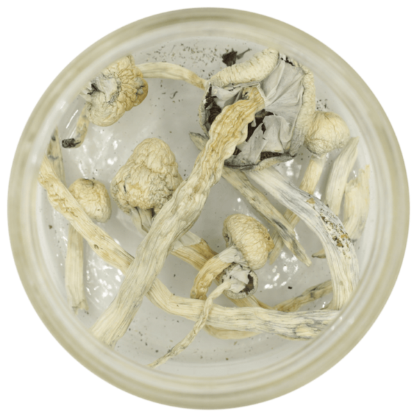 Great White Monster Cubensis | Hush Cannabis Club Canada