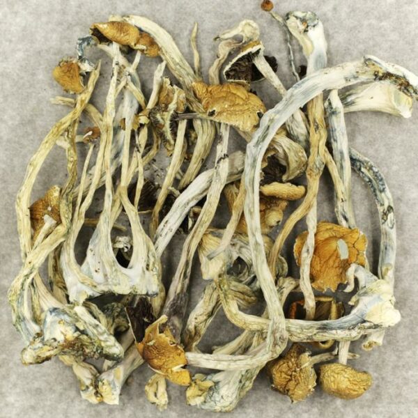 Amazonian Cubensis | Hush Cannabis Club Canada