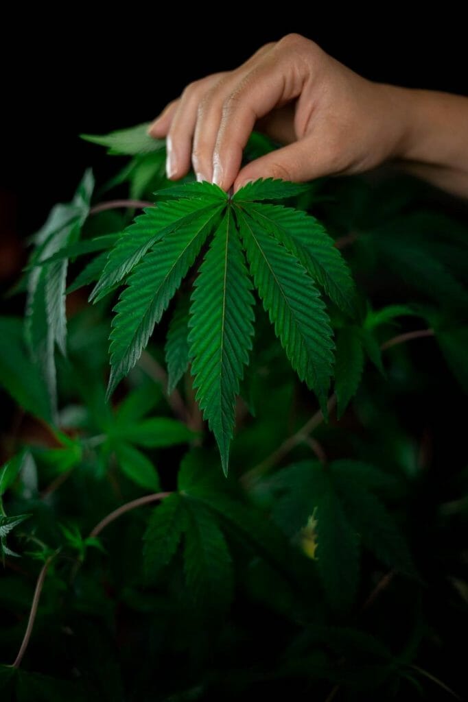 A Guide on How to Safely Buy cannabis Online in Canada | Hush Cannabis Club Canada | Hush Cannabis Club Canada