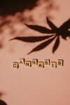 cannabis weed | Hush Cannabis Club Canada