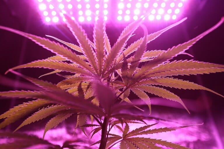 Discover How A cannabis Shop Helps You Better Understand Cannabis | Hush Cannabis Club Canada | Hush Cannabis Club Canada