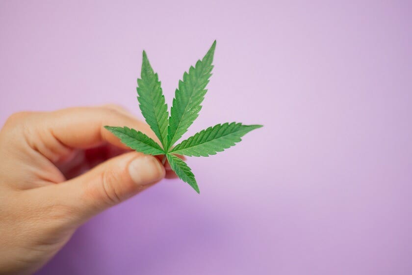 Discover How A cannabis Shop Helps You Better Understand Cannabis | Hush Cannabis Club Canada | Hush Cannabis Club Canada