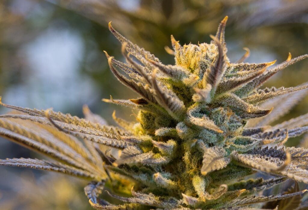 buy indica flower online in Canada | Hush Cannabis Club Canada